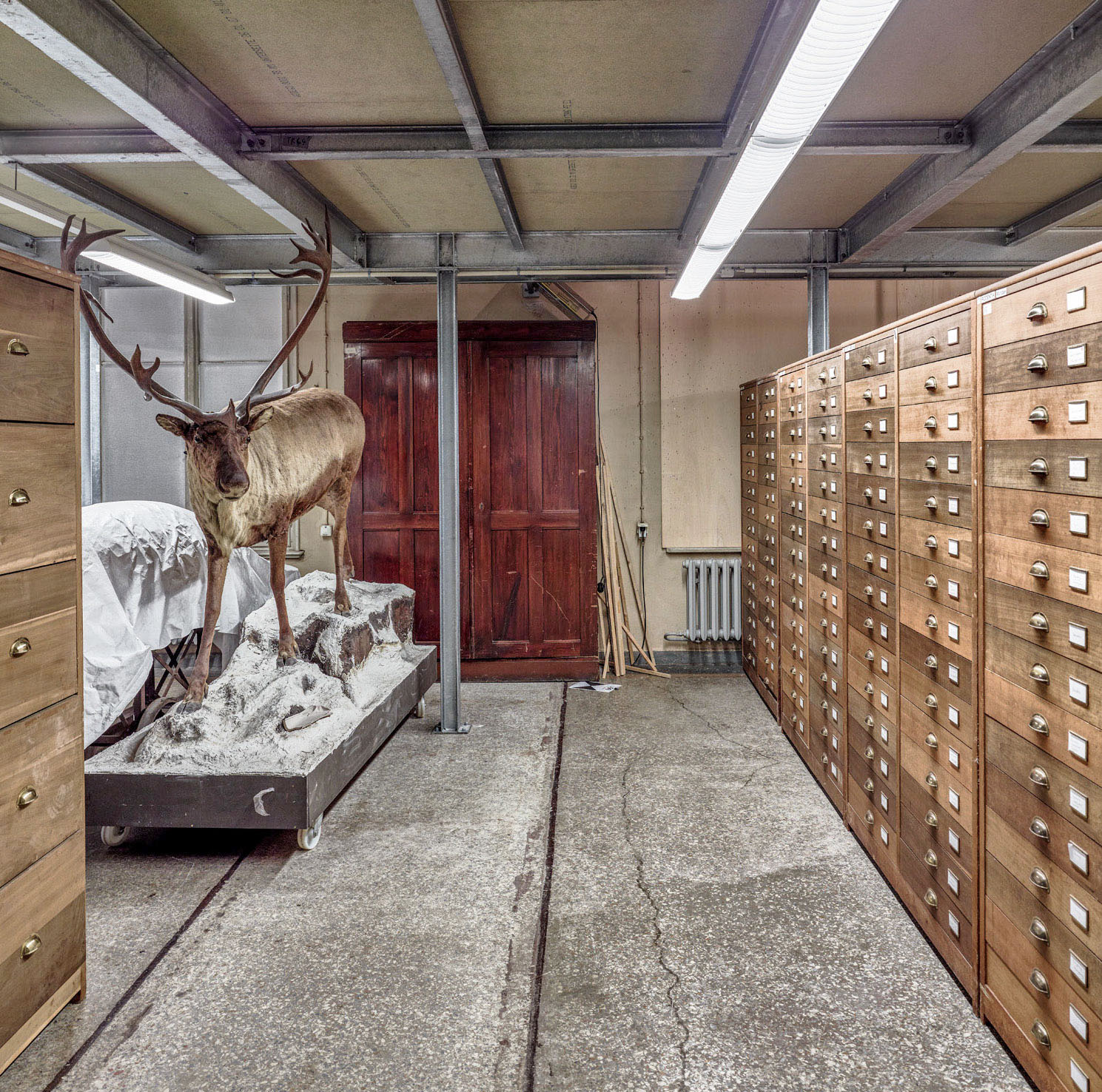 Museum für Naturkunde Berlin - Der "Fellsaal" wird nach seiner Restaurierung neuen Sammlungs- und Ausstellungszwecken dienen.